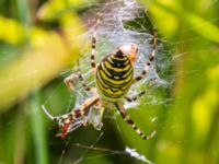 Argiope bruennichi Djungelparken, Bunkeflostrand, Malmö, Skåne, Sweden 20230819_0048