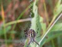 Argiope bruennichi Djungelparken, Bunkeflostrand, Malmö, Skåne, Sweden 20240817_0031