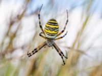 Argiope bruennichi Djungelparken, Bunkeflostrand, Malmö, Skåne, Sweden 20240817_0035