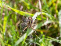 Argiope bruennichi Vombs boställe, Lund, Skåne, Sweden 20240801_0152