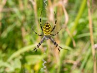 Argiope bruennichi Vombs boställe, Lund, Skåne, Sweden 20240801_0157