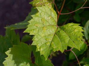 Colomerus vitis - Vingallkvalster