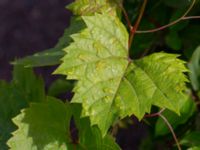 Colomerus vitis on Vitis vinifera Stolpalösa koloniområde, Malmö, Skåne, Sweden 20240714_0209