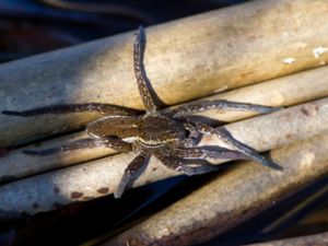 Dolomedes plantarius - Great Raft Spider - Skräddarspindel