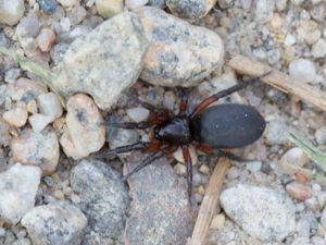 Gnaphosa bicolor - Rödlårsspindel