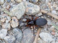 Gnaphosa bicolor Väster-Sortmyran, Sävar, Umeå, Västerbotten, Sweden 20150706_0919