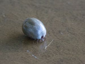 Ixodes ricinus - Castor Bean Tick - Vanlig fästing