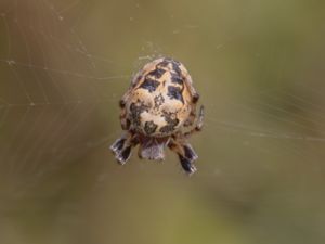 Larinioides cornutus - Furrow Spider - Vasshjulspindel