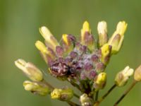 Larinioides cornutus Borrebacke, Malmö, Skåne, Sweden 20190511_0023