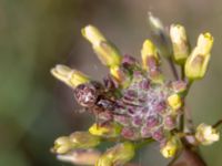 Larinioides cornutus Borrebacke, Malmö, Skåne, Sweden 20190511_0025