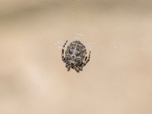 Larinioides sclopetarius - Bridge Spider - Brospindel