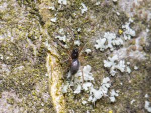 Linyphidae