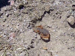 Mesobuthus gibbosus - Mediterranean Checkered Scorpion