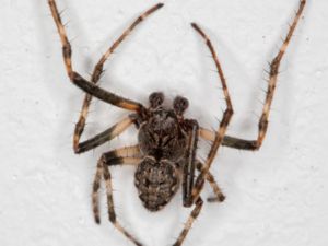 Nuctenea umbratica - Walnut Orb-weaver Spider - Större skuggspindel