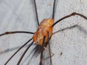 Opilio canestrinii - Orange vägglocke