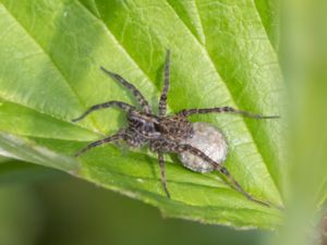 Pardosa amentata - Prickvargspindel