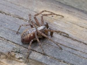 Philodromus cespitum - Trädsnabblöpare