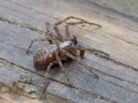 Philodromus cespitum Hilleshögs dalar, Landskrona, Skåne, Sweden 20170602B_0005