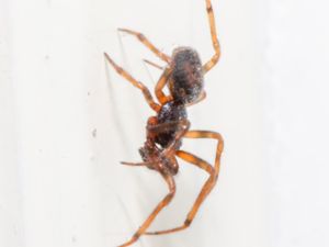 Steatoda bipunctata - Rabbit Hutch Spider - Fettspindel