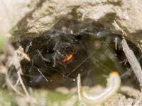 Steatoda paykulliana Valley 4.4 km NW Dalis Reservoir Tower, Chachuna, Kakheti, Georgia 20180427B_1200