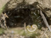 Steatoda paykulliana Valley 4.4 km NW Dalis Reservoir Tower, Chachuna, Kakheti, Georgia 20180427B_1202