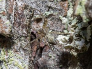 Tetragnatha dearmata - Fläcksträckspindel