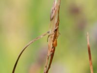 Tetragnatha extensa Djungelparken, Bunkeflostrand, Malmö, Skåne, Sweden 20210812_0103