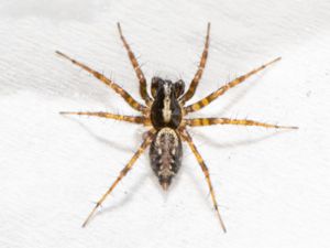 Textrix denticulata - Klipptrattspindel