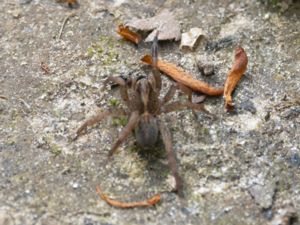 Trochosa terricola - Ground Wolf Spider, - Skogsbjörnspindel