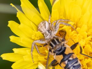 Xysticus cristatus - Fältkrabbspindel