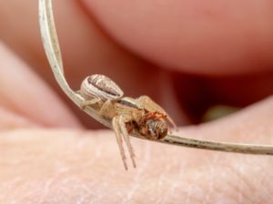 Xysticus ulmi - Swamp Crab Spider - Kärrkrabbspindel