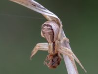 Xysticus ulmi Ollebo, Malmö, Skåne, Sweden 20190510B_0107