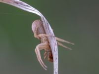 Xysticus ulmi Ollebo, Malmö, Skåne, Sweden 20190510B_0111