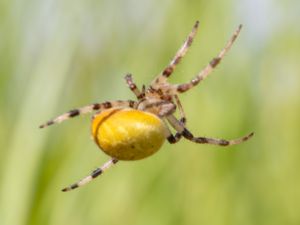 Araneus quadratus - Four-spot Orb-weaver - Kvadratspindel