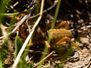 Galeodes arabs - Egyptian Giant Solpugid