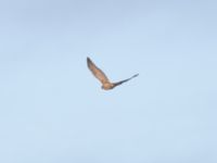 Accipiter gentilis 2cy Björkelundadammen, Malmö, Skåne, Sweden 20240104_0025