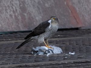 Accipiter nisus - Eurasian Sparrowhawk - Sparvhök