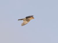 Accipiter nisus ad male Käglinge hästbacke, Malmö, Skåne, Sweden 20221030_0121