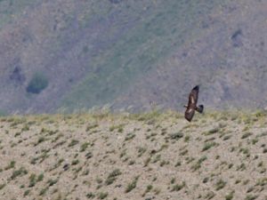 Aquila chrysaetos - Golden Eagle - Kungsörn