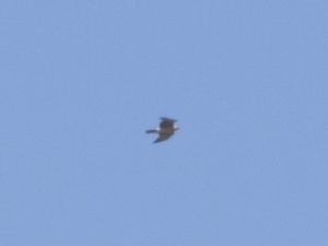 Aquila fasciata - Bonelli's Eagle - Hökörn