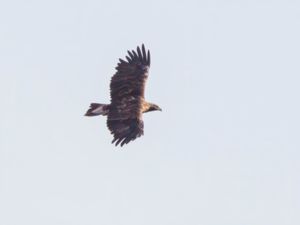 Aquila heliaca - Imperial Eagle - Kejsarörn