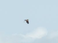 Aquila heliaca 1cy Käglinge hästbacke, Malmö, Skåne, Sweden 20181007_0079