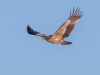 Aquila nipalensis 3cy Gärdslöv, Trelleborg, Skåne, Sweden 20160117B_0135