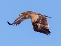 Aquila nipalensis 3cy Gärdslöv, Trelleborg, Skåne, Sweden 20160117B_0154