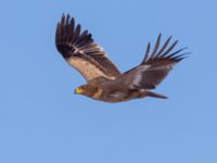 Aquila nipalensis 3cy Gärdslöv, Trelleborg, Skåne, Sweden 20160117B_0156