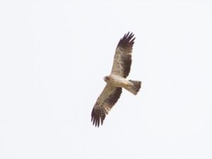 Aquila pennata - Booted Eagle - Dvärgörn