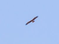 Aquila pennata dark Danuzlav lake, Crimea, Russia 20150911B_0291