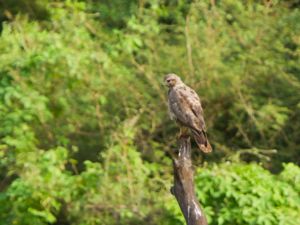 Buteo bannermanni - Cape Verde Buzzard - Kapverdevråk