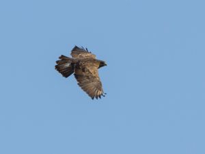 Buteo buteo - Common Buzzard - Ormvråk