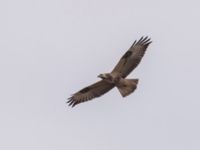 Buteo buteo 1cy Björkelundadammen, Malmö, Skåne, Sweden 20220925_0037